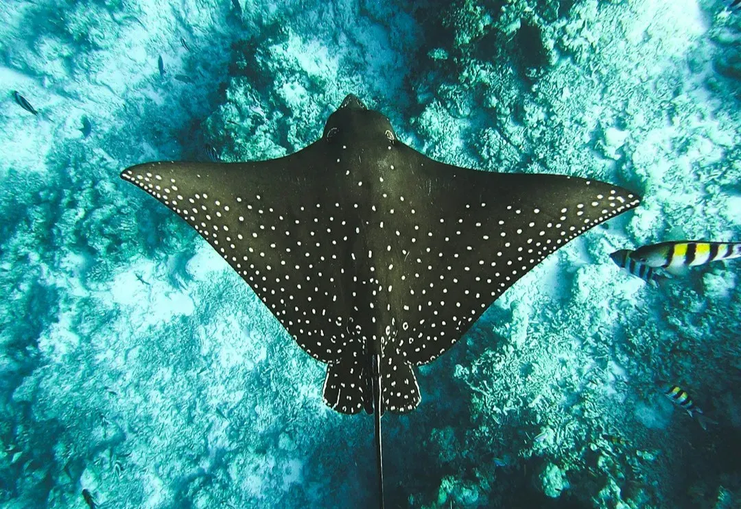 9. The Manta Ray: Intelligence in a Flat Package (Image Credits: Unsplash)