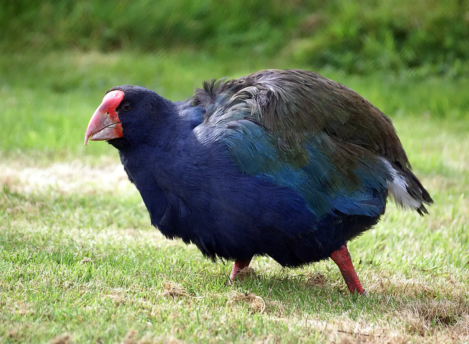 #9 - South Island Takahē: New Zealand's "Extinct" Bird That Was Hiding in Plain Sight (South Island Takahe. (Porphyrio hochstetteri), CC0)