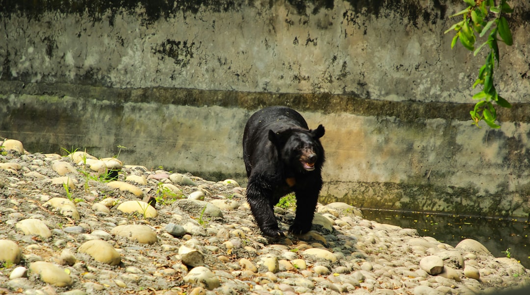 Louisiana's Black Bear Private Land Partnership (Image Credits: Unsplash)