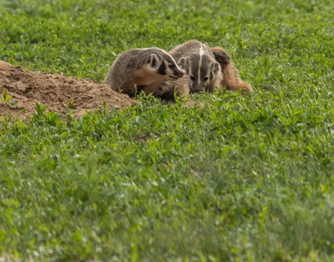 Masters Of Excavation: How Badger Digging Transforms The Ground (Image Credits: Unsplash)