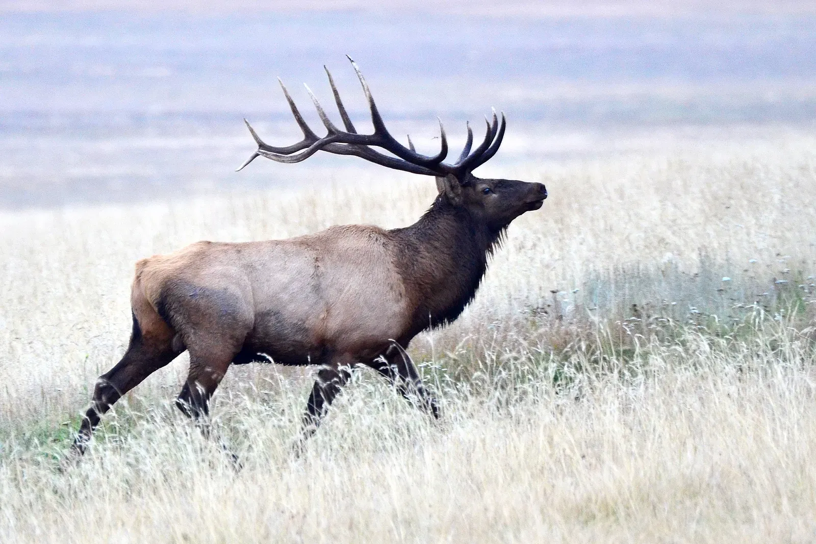 Endurance, Stamina, and Your Long-Game Mindset (Bull Elk, CC BY 2.0)