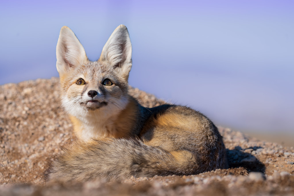 The Kit Fox - The Resourceful Survivor (Image Credits: Flickr)