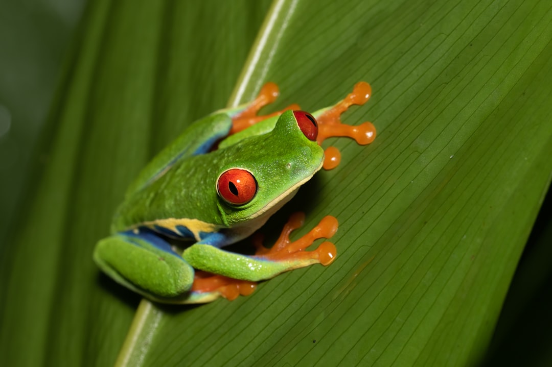 Tree Frogs (Image Credits: Unsplash)