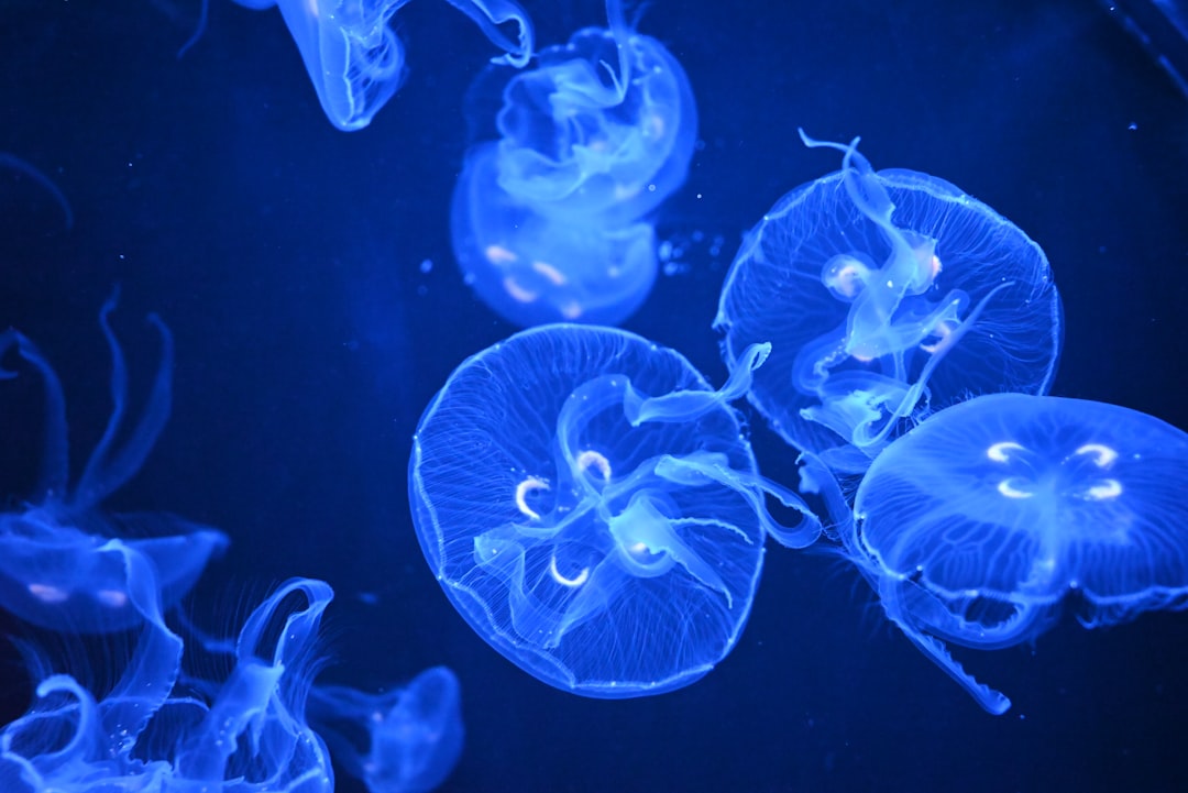 Cancer: The Moon Jellyfish's Gentle Glow (Image Credits: Unsplash)