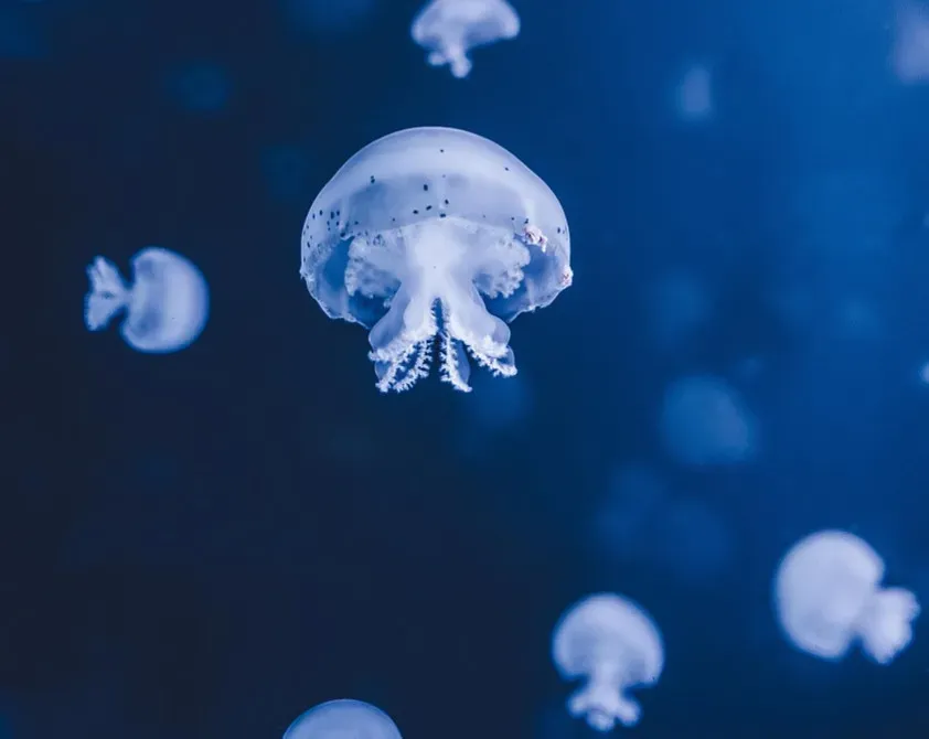 Crushing Pressure and Hidden Depths: Life in the Subsurface (Image Credits: Pixabay)