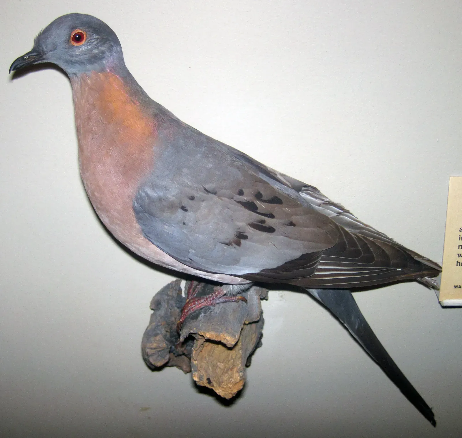 #11 - The Passenger Pigeon's "Ocean of Birds" vs. Specimen Clusters (Ectopistes migratorius (passenger pigeon) 5, CC BY 2.0)