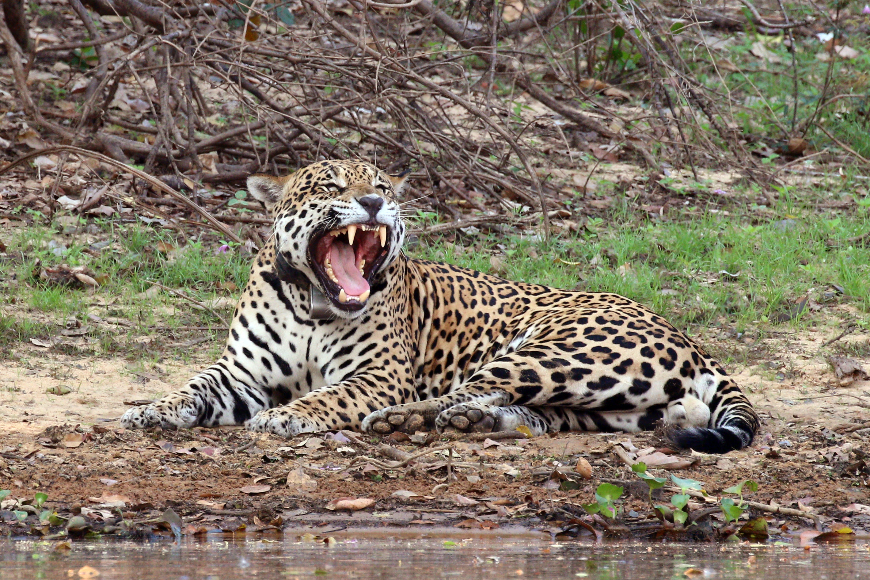 The Jaguar's Bite: Sagittarius and Crushing Force (Image Credits: Wikimedia)