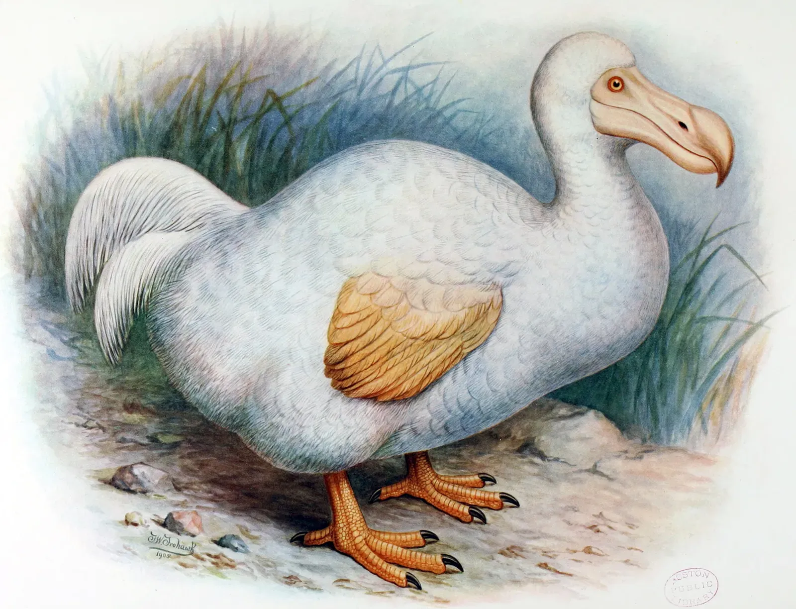 #11 - The Dodo Wasn't the Fat, Clumsy Bird You Picture (By Frederick William Frohawk, Public domain)