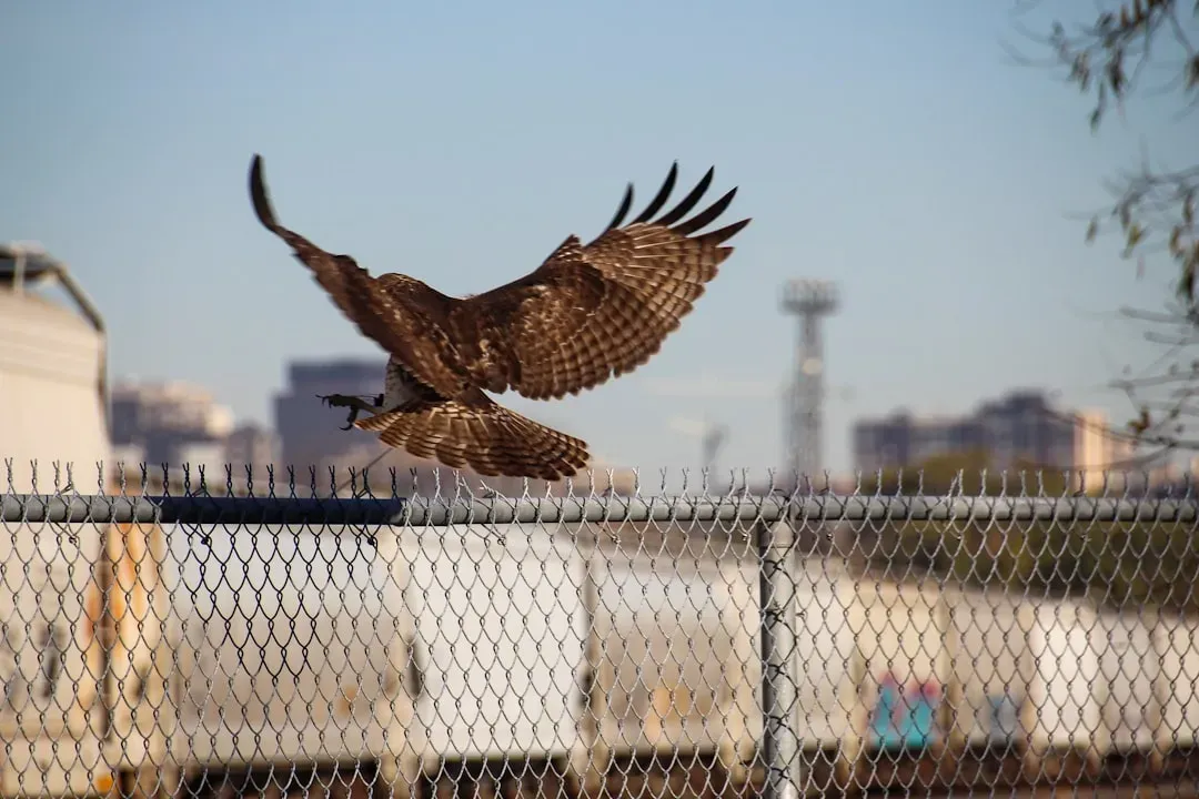 Territory, Patrolling, and Your Yard’s Place in Its World (Image Credits: Unsplash)