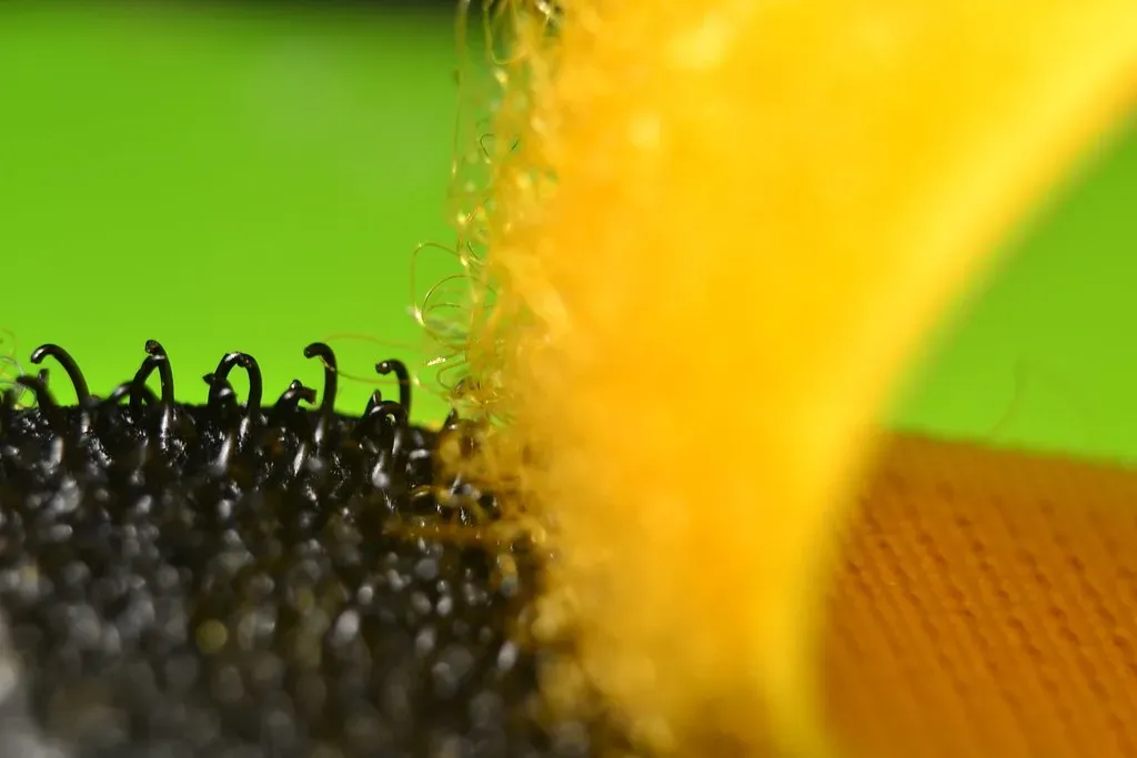 Velcro: When Nature Becomes Your Design Teacher (Image Credits: Flickr)