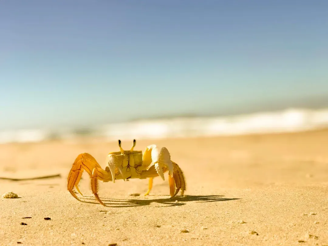 Cancer – The Crab (Image Credits: Unsplash)