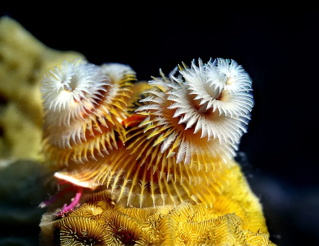 5. Christmas Tree Worm – Miniature Coral Condo Residents (Image Credits: Unsplash)