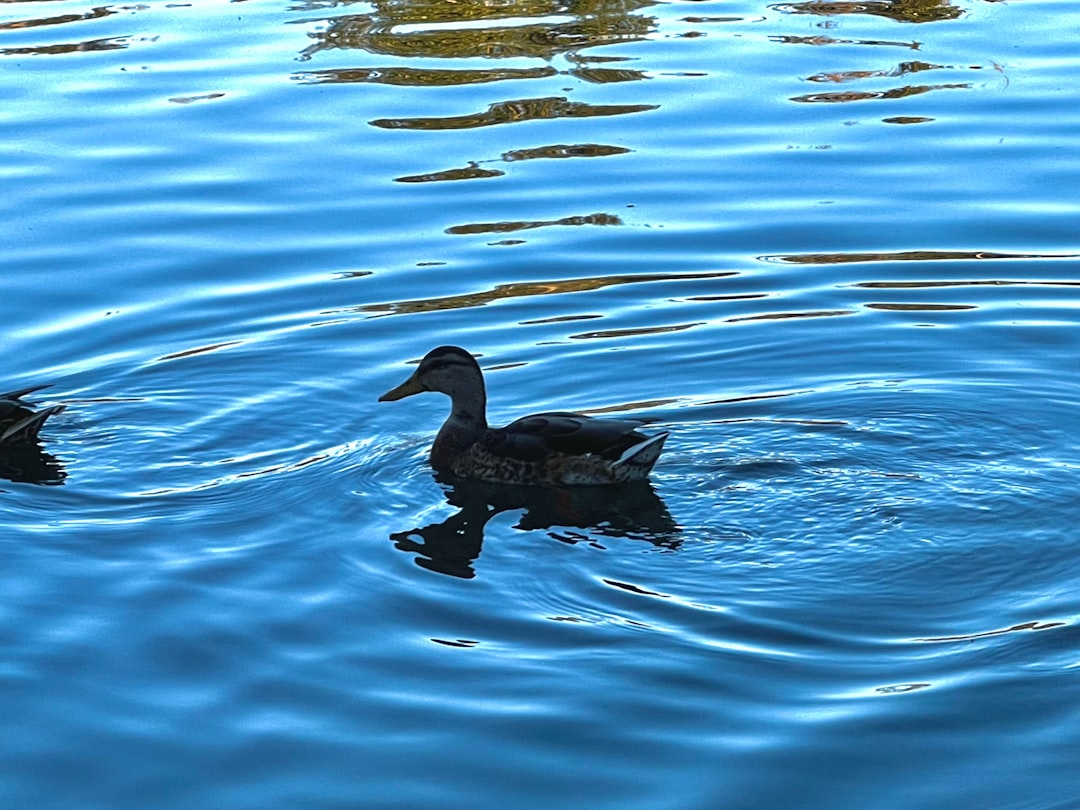Water Signs and Their Intuitive Guides (Image Credits: Unsplash)