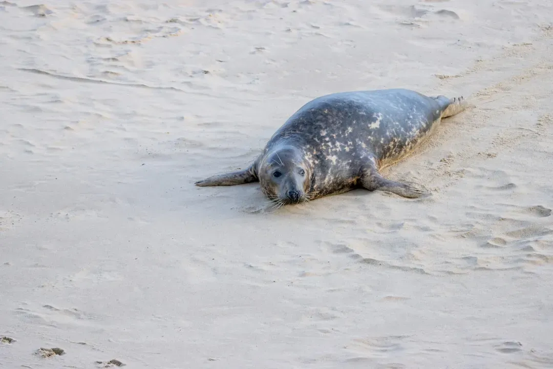 4. Hawaiian Monk Seal: Survival in a Changing Ocean (Image Credits: Unsplash)