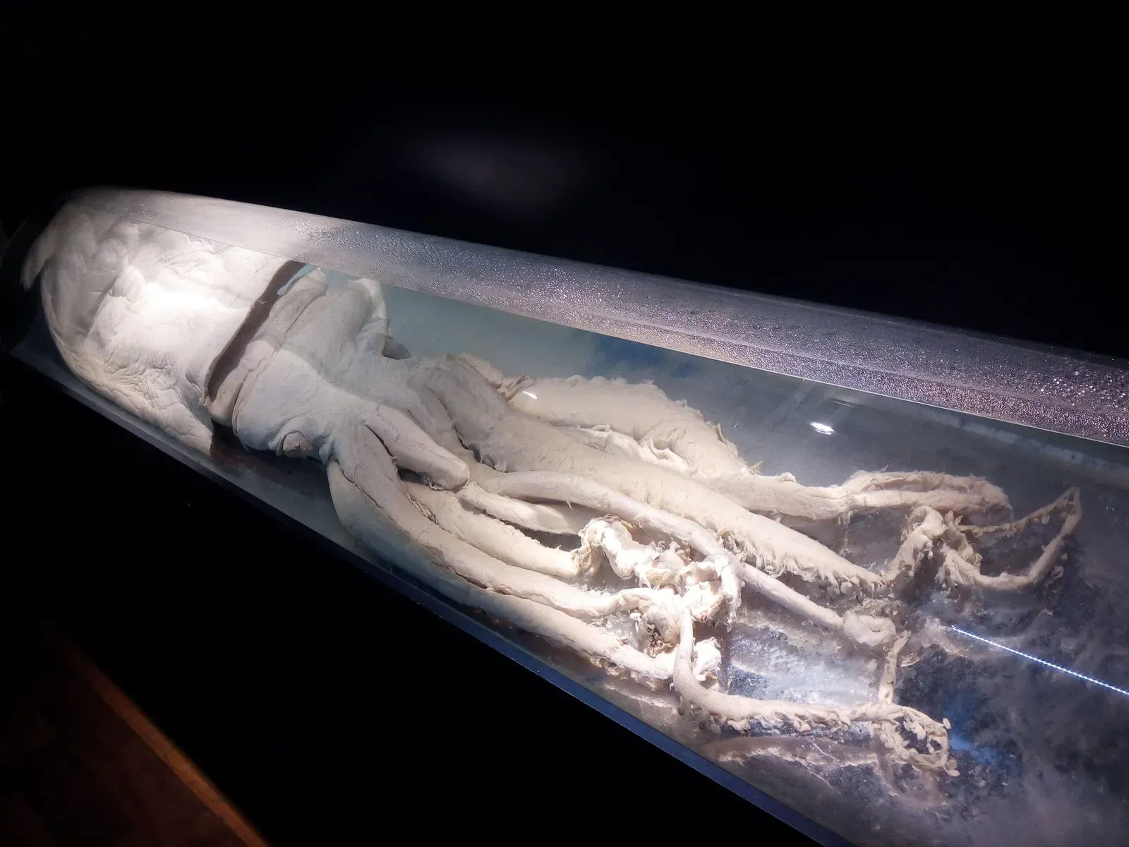 #7 - The Alcohol-Preserved “Monster” Squid Nobody Photographs (By Mgiganteus1, CC BY-SA 4.0)