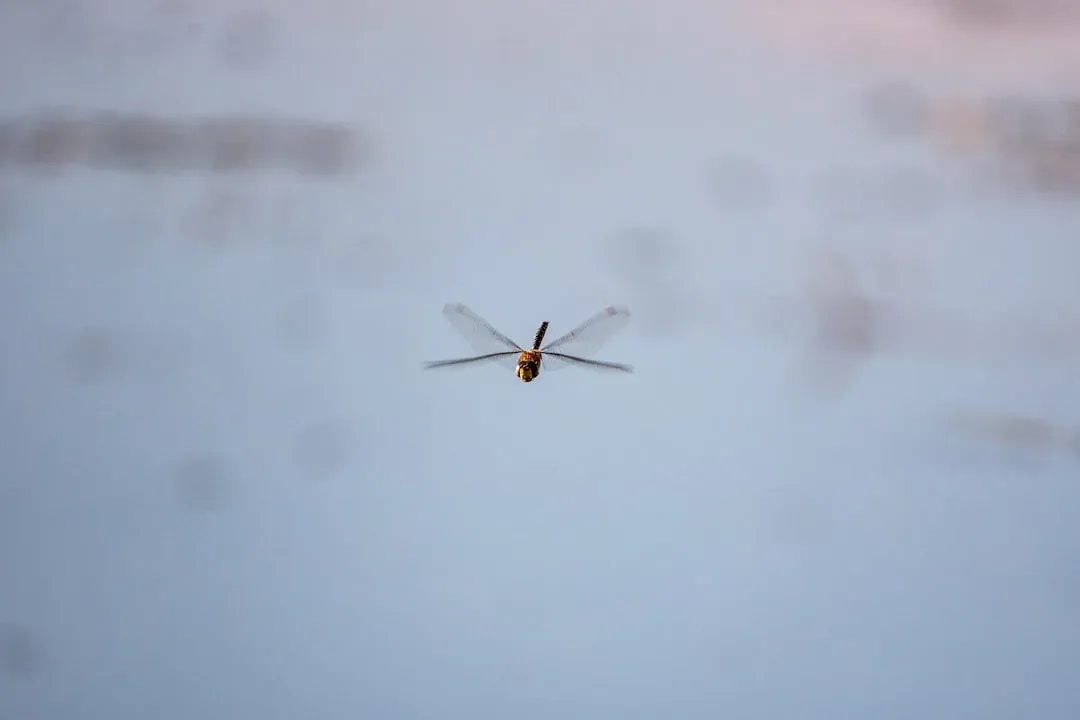 The Future Landscape: How Warming Skies Could Redraw the Mosquito Map (Image Credits: Unsplash)