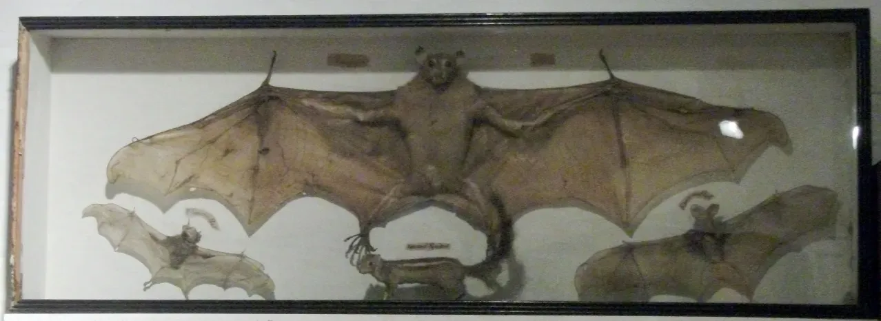 #12 - The Ahool: Java's "Giant Bat" That Never Landed (By Simon Speed, Public domain)