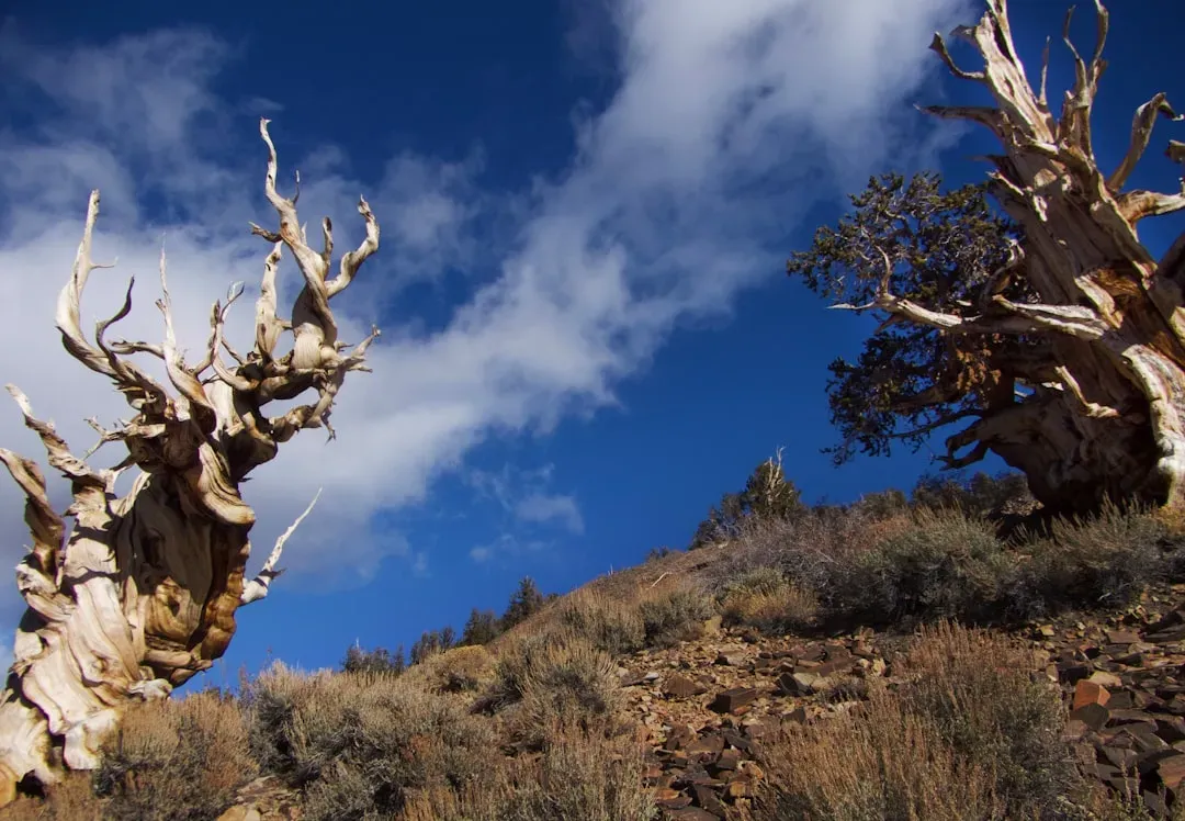 The Great Basin Bristlecone Pine: The Gnarled Methuselahs of the Mountains (Image Credits: Unsplash)