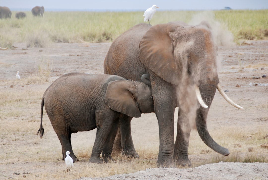 Memory Keepers of the Fallen (Image Credits: Unsplash)