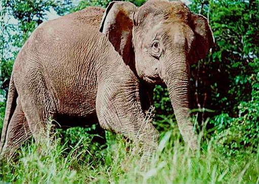 9. Javan Elephant – A Hidden Lineage in Plain Sight ((2003) Borneo Elephants: A High Priority for Conservation. PLoS Biol 1(1): e7.http://www.plosbiology.org/article/info%3Adoi%2F10.1371%2Fjournal.pbio.0000007, CC BY 2.5)