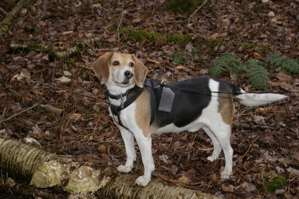 Beagle: The Curious Adventurer (chrismurf, Flickr, CC BY-SA 2.0)