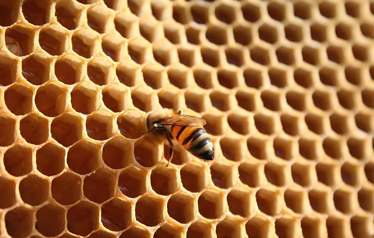 4. Hexagonal Packing in Honeycombs, Bubbles, Basalt Columns, and Turtle Shells (Image Credits: Pixabay)