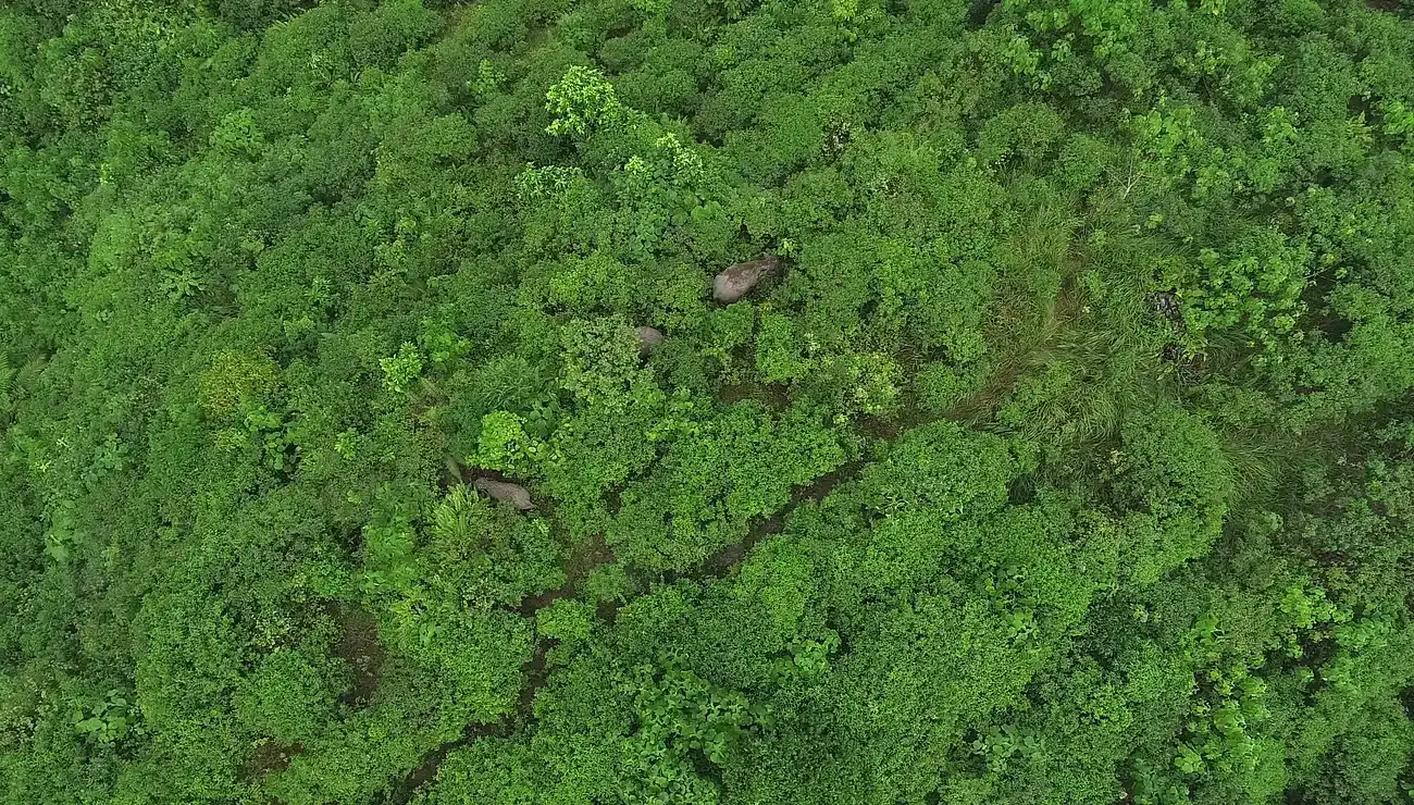 New Tools, Old Forests: The Future of the Search (Image Credits: Rawpixel)