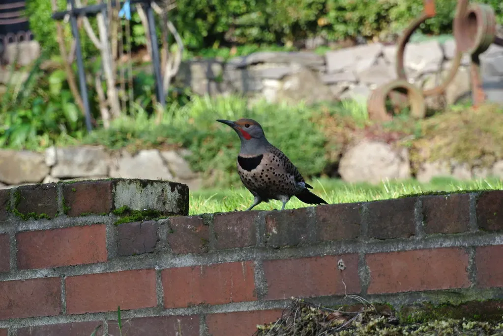 9. Comfortable in Suburbs Yet Still Wild at Heart (Willamette Biology, Flickr, CC BY-SA 2.0)