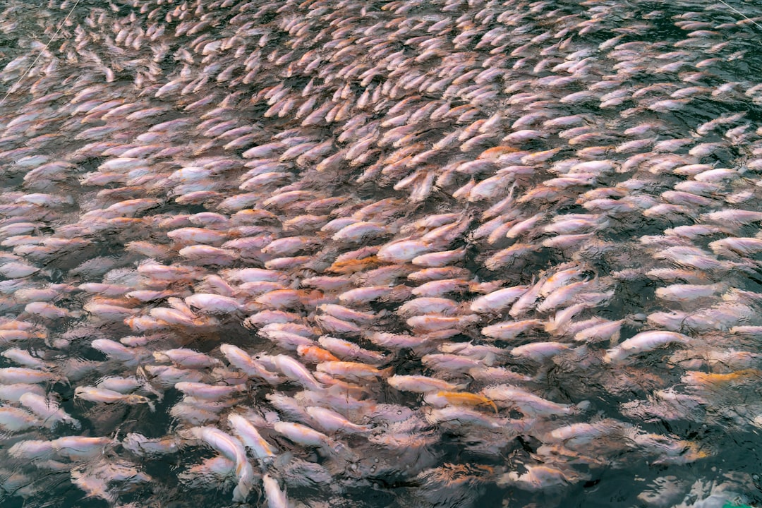 Maine's River Herring Super Highway (Image Credits: Unsplash)