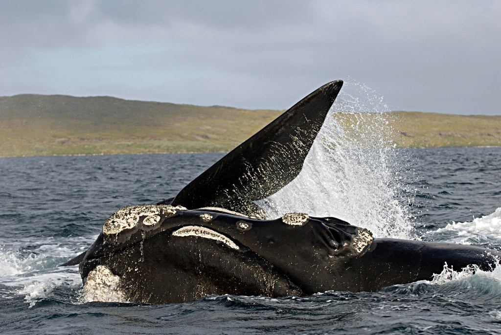 Research and Monitoring Efforts (Image Credits: Flickr)