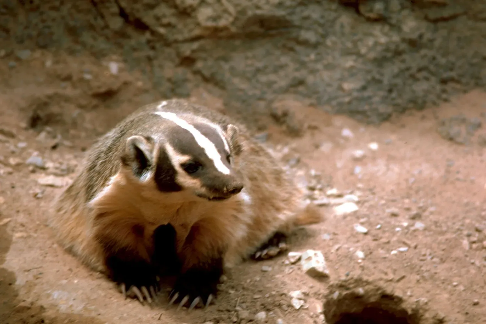 Keystone Behaviors: Why Ecologists Call Badgers Ecosystem Engineers (U.S. Fish and Wildlife Service, Public domain)