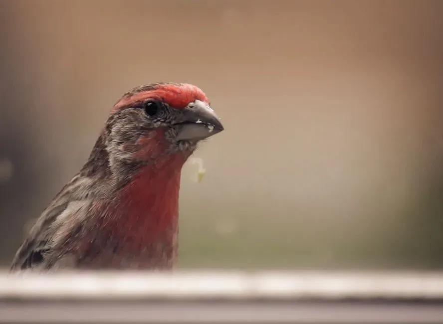 Conclusion: When a Small Bird Opens a Bigger Question (Image Credits: Pexels)