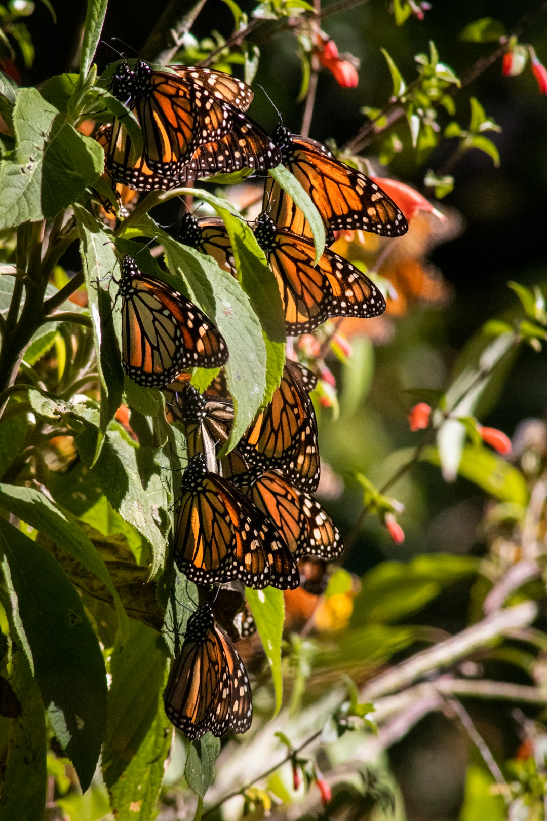 Assateague Island National Seashore, Maryland–Virginia (Image Credits: Unsplash)