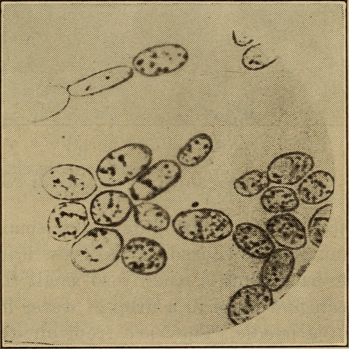 Microbial Allies: Your Microbiome Co‑Authors Recovery (Image Credits: Wikimedia)
