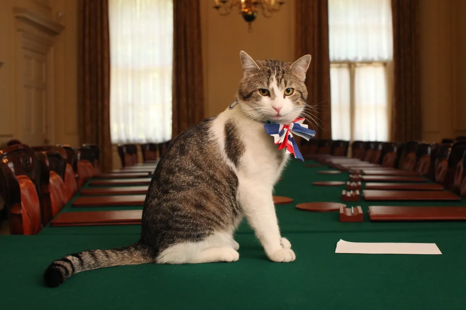 Working-Class Royals: American Shorthairs, Bengals, and Farm-Bred Hunters (Image Credits: Wikimedia)