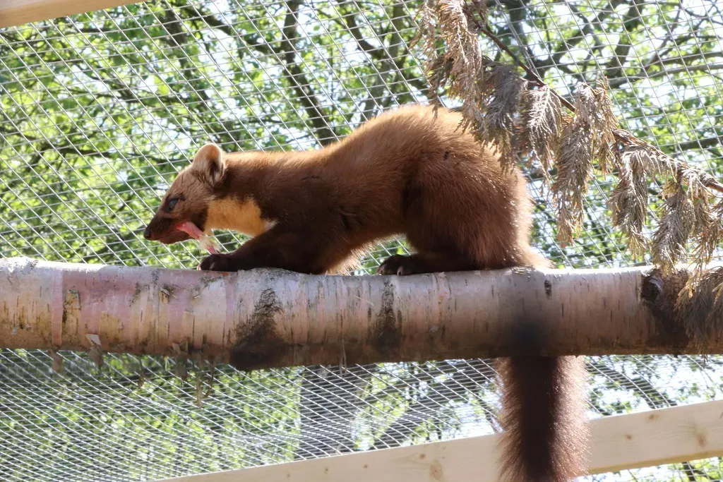American Marten – The Ghost of the Northern Forests (Image Credits: Flickr)