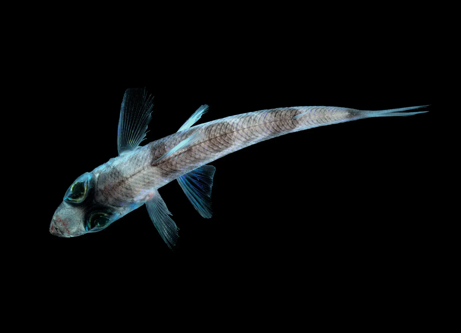 3. Lanternfish: Sparkling Highways of the Deep (Image Credits: Wikimedia)