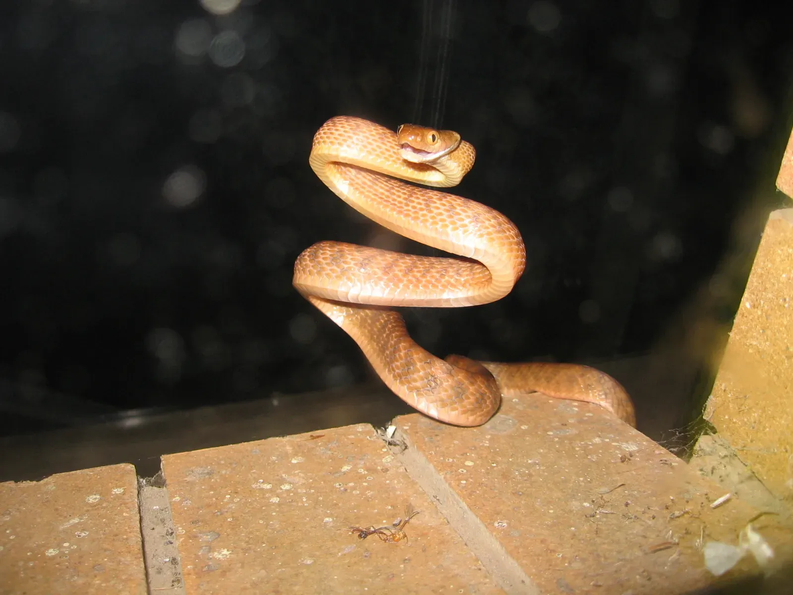 #13 Brown Tree Snakes on Guam: A Silent, Island-Wide Disaster (Picture by English Wikipedia editor Soulgany101, originally uploaded there as File:IMG 1228.JPG on 27 September 2007, Public domain)