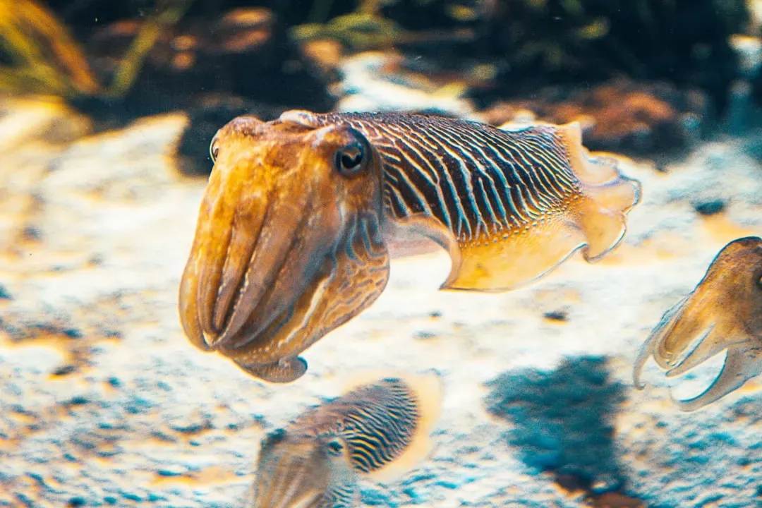 Common Cuttlefish: Shape-Shifting Masters of the Sea (Image Credits: Unsplash)