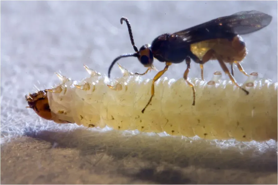 Surgical Needles Inspired by Parasitic Wasps (Image Credits: Wikimedia)