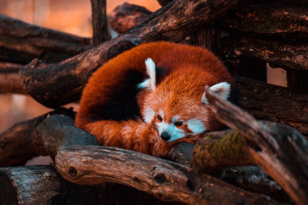 Red Panda - The Forest's Russet Jewel (Image Credits: Unsplash)