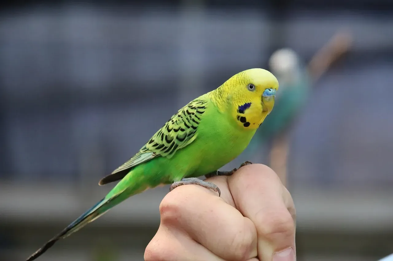 3. Budgies (Parakeets): Chatty Little Birds That See You as Their Flock (Image Credits: Pixabay)