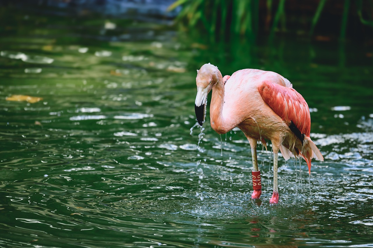The Vibrant Flamingo: Water's Passionate Expression (Image Credits: Pixabay)