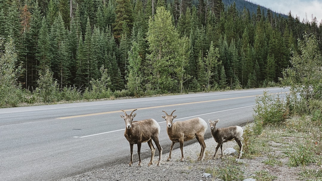 Banff National Park Trans-Canada Highway - The International Inspiration (Image Credits: Unsplash)