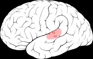 Why It Matters: Music as a Window into the Brain (Image Credits: Wikimedia)