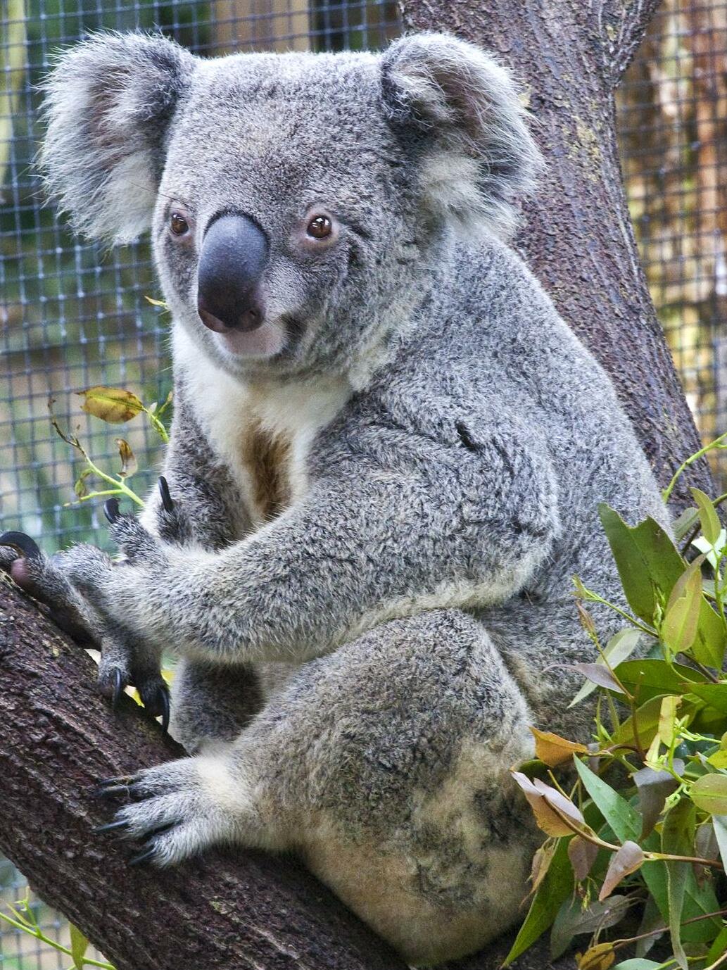 How You Can Help (Image Credits: Wikimedia)