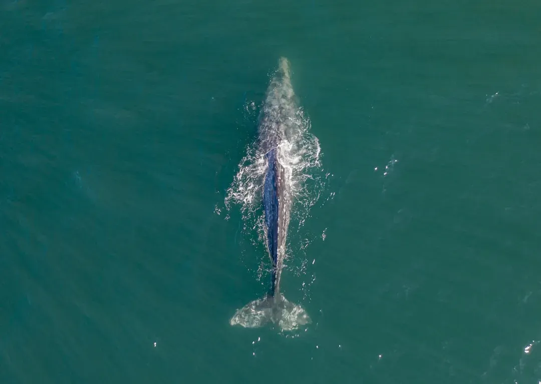 Gray Whale (Eastern North Pacific): Resilience Written in Saltwater (Image Credits: Unsplash)