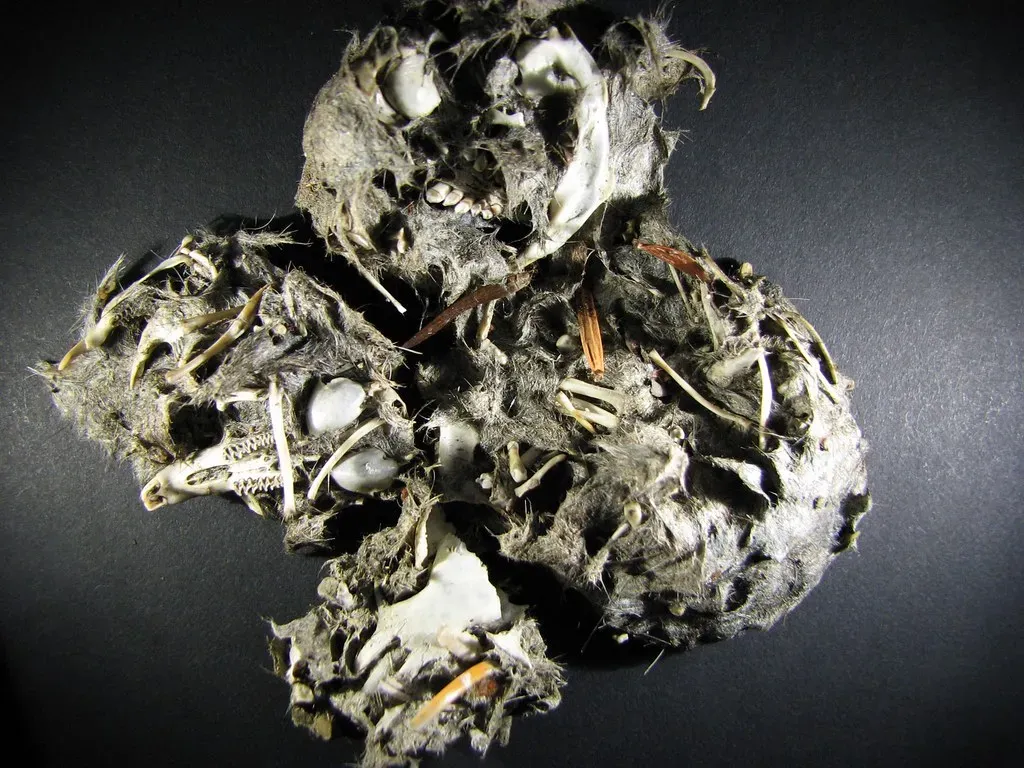 #9: Rodents Known Only From Owl Pellets (DairDair, Flickr, CC BY 2.0)