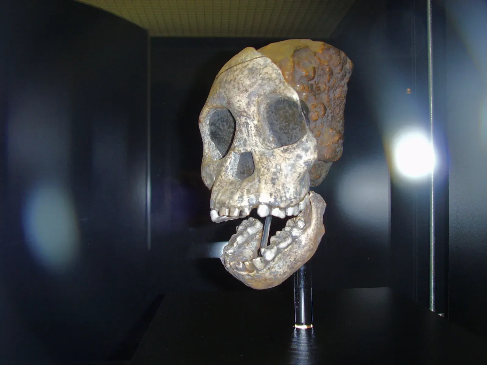#12 - There's a Ghost Human Species Hiding in Our DNA (By Gerbil, CC BY-SA 3.0)
