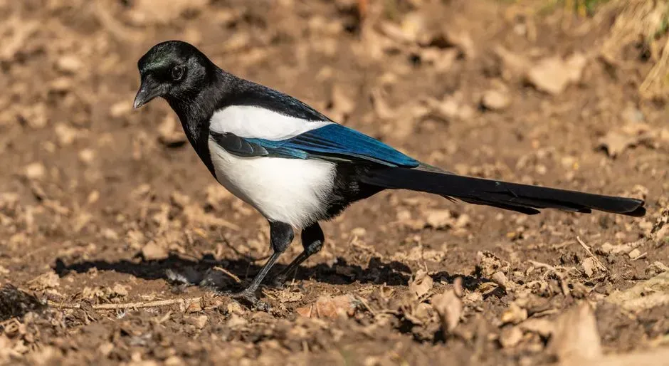 5. Eurasian Magpie – The Self-Aware Trickster (Image Credits: Pexels)